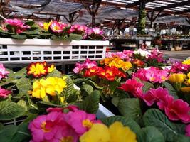 many colorful flowers grow in plastic pots photo