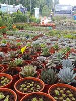 many cactus trees in red pots neatly arranged photo