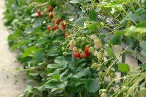 red and white strawberries grow hanging in the garden photo