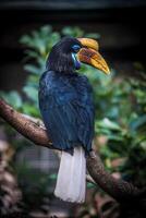 a horn bill with black feathers was perched on a tree trunk photo