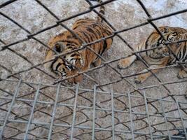 two tigers are sitting in an iron cage photo