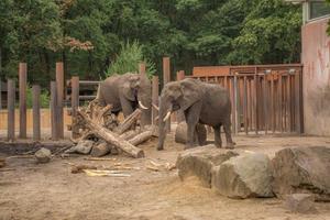 two elephants are playing around a tree trunk in a cage photo