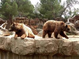 dos osos pardos sentados en una jaula foto