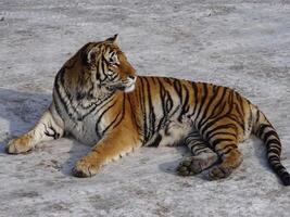 a tiger is sitting on a white stone photo