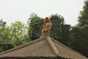 a brown monkey is sitting on the roof photo