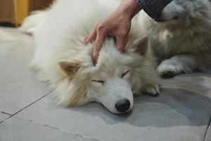 a white dog is sleeping and is petted by humans