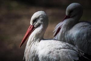 una garza blanca con un pico rosa con un fondo borroso foto