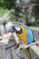 a blue feather parrot perched on a tree trunk photo