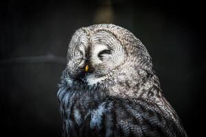 a gray owl with a pattern perched on a tree photo