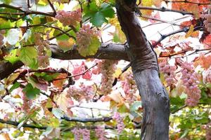 Pink grapes grow on trees with brown stems and brownish-green leaves photo