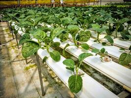 Las verduras verdes crecen en un recipiente de plástico con un fondo borroso foto