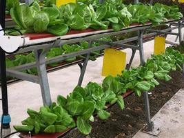 spinach grows neatly in a plastic container photo