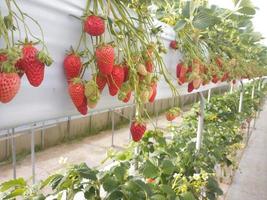 red strawberries grow hanging in the fields photo