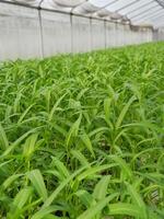 Green spinach plants grow thick in the garden photo