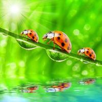 red ladybugs sitting on green leaves and dewy grass with nature. photo