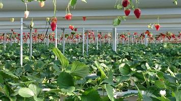 La fruta de fresa crece en un jardín cerrado con hojas verdes. foto