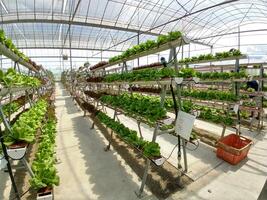 Spinach is grown in a closed place with the help of pipes photo