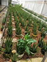 lots of green aloe vera grows in pots photo