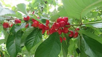 cherries grow with green leaves on the tree
