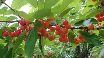 cherry plants grow on trees with bright green leaves photo