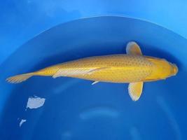 a golden fish is swimming in a container
