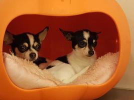 two dogs are sitting in their house photo