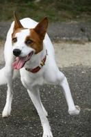 a white dog is playing happily photo