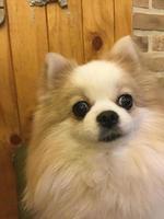 a dog with thick eyes and thick fur photo