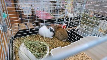 two brown and white rabbits playing in a cage photo