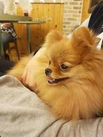 an orange dog is sleeping on his employer's lap photo