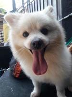a white dog stuck out a cute tongue photo
