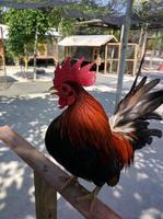 a chicken with black feathers perched on a log photo