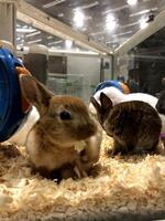 hordes of rabbits are playing in the cage photo