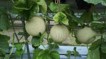 melons grow hanging on green plants