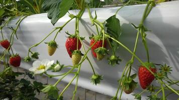 bright red and white strawberries grow hanging in a closed garden photo