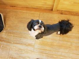 a black dog is walking on the wooden floor photo