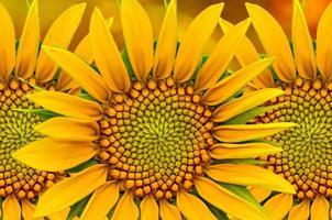 yellow sunflower tropical beautiful bouquet with exotic green leaf on land nature.