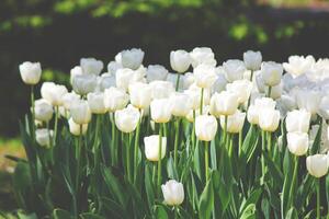 light white tropical flower beautiful bouquet with exotic green leaf on land nature. photo