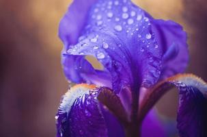 flor púrpura tropical lluviosa natural con hojas exóticas en la naturaleza de la tierra de los árboles. foto