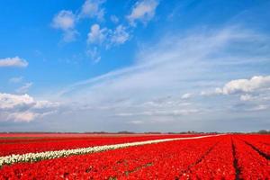 tulipán rojo flor tropical hermoso ramo con hojas verdes exóticas en la naturaleza de la tierra. foto