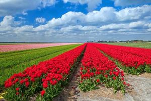 tulipán rojo flor tropical hermoso ramo con hojas verdes exóticas en la naturaleza de la tierra.