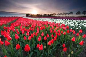tulipán rojo flor tropical hermoso ramo con hojas verdes exóticas en la naturaleza de la tierra.