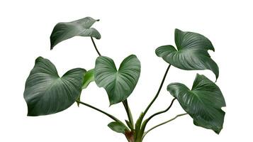 homalomena rubescens, the king of heart plant. the green indoor house plant. natural green pattern. greenish leaves isolated on white background. photo