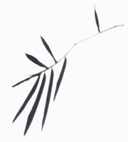 the shadow of bamboo leaves in white background. realistic leaf overlay effect illustration. the light and shadow silhouette of tropical nature to decorate creative design. photo