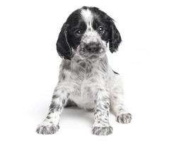 cachorros de perro blanco y negro divertido perrito sonriente una pata y lindo perrito en blanco foto