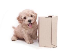 Cachorros de perro marrón divertido perrito sonriente una pata y lindo cachorro en blanco foto