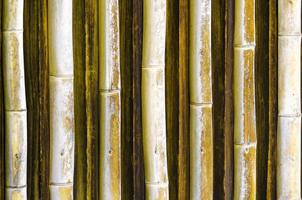 yellow japanese bamboo forest and growing oriental wallpaper natural bamboo. photo