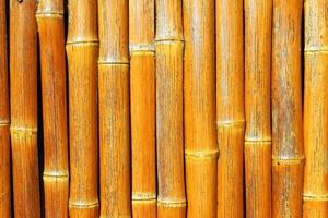 yellow japanese bamboo forest and growing oriental wallpaper natural bamboo. photo