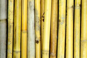 yellow japanese bamboo forest and growing oriental wallpaper natural bamboo. photo