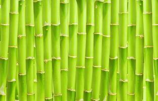 bosque de bambú japonés verde y bambú natural creciente del papel pintado oriental. foto